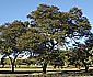 Acacia karoo